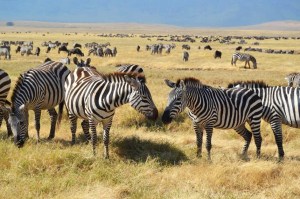 Zebras, Safari in Tanzania